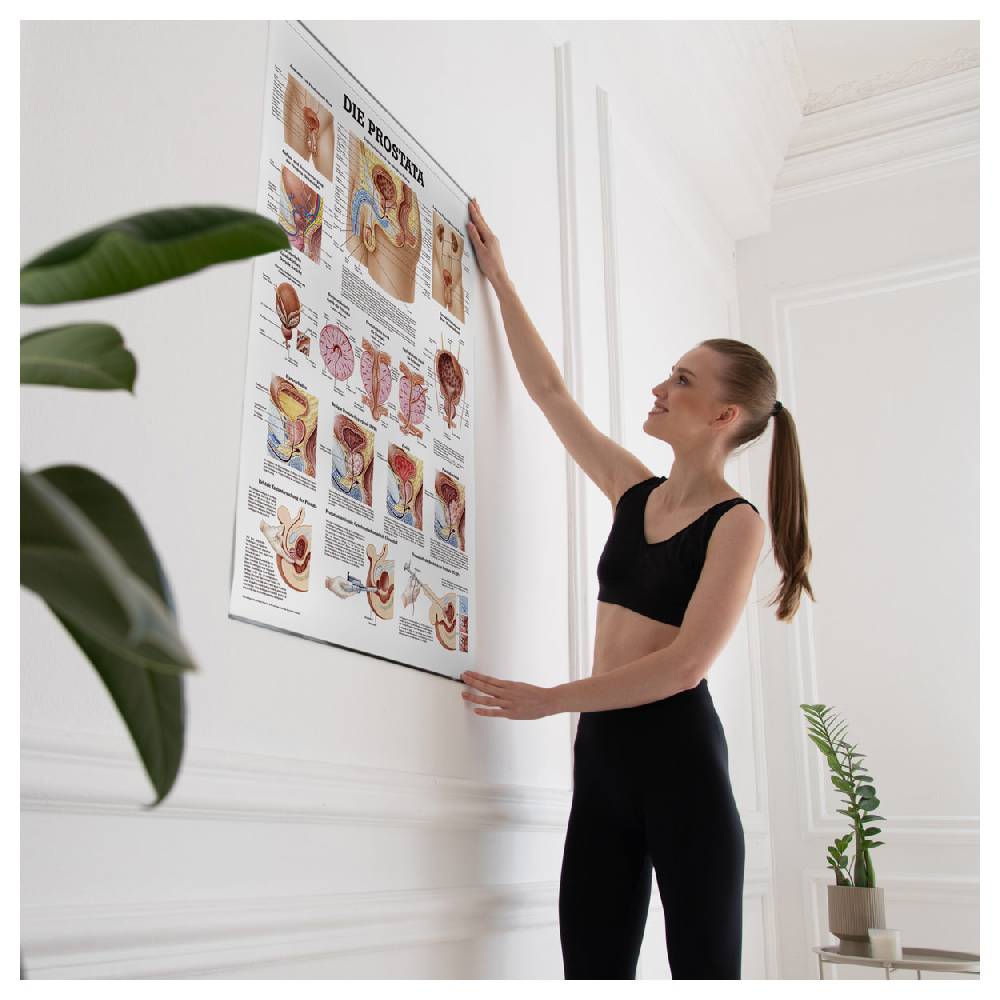 Sport Tec Lehrtafel "Die Prostata" LxB 100x70 cm Online
