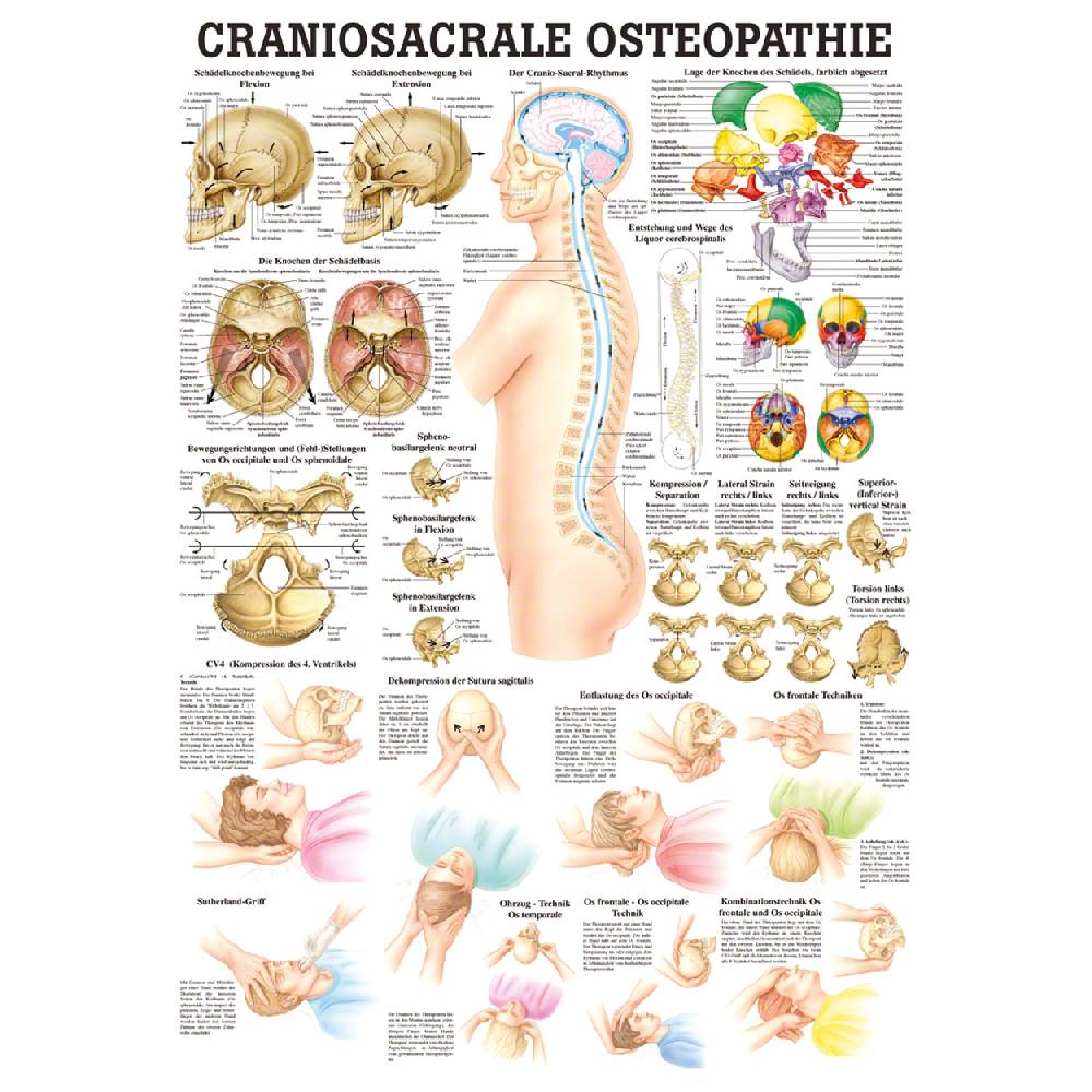 Sport Tec Lehrtafel "Craniosacrale Osteopathie" LxB 100x70 cm Outlet
